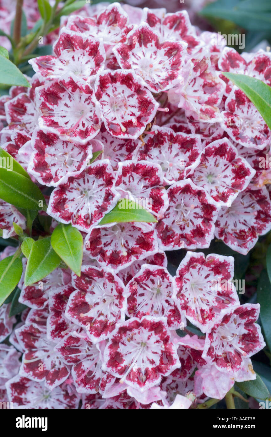 FLOWERS, Mountain laurel (Kalmia latifolia) cultivar 'Ostbo Red', Bellevue Botanical Garden, Washington State Stock Photo