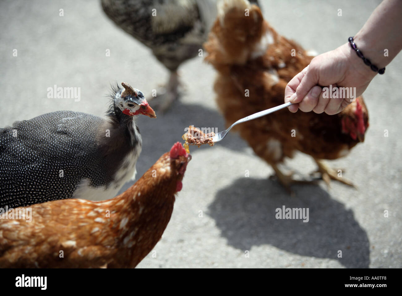 Feeding chickens Stock Photo