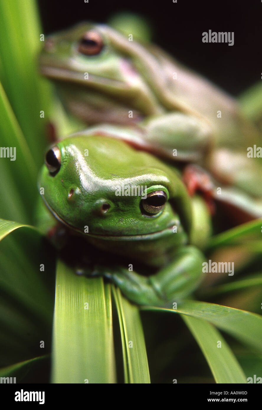 two green australian treefrogs on plant Stock Photo