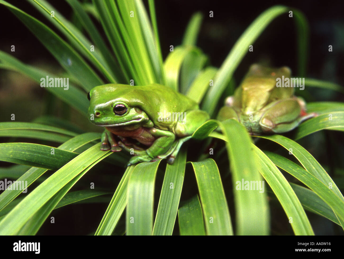 two green australian treefrogs on plant Stock Photo