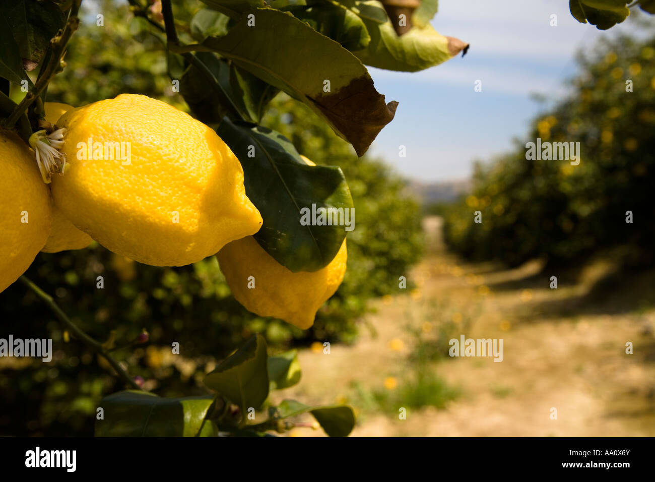 Lemon grove Murcia region Spain Europe Stock Photo