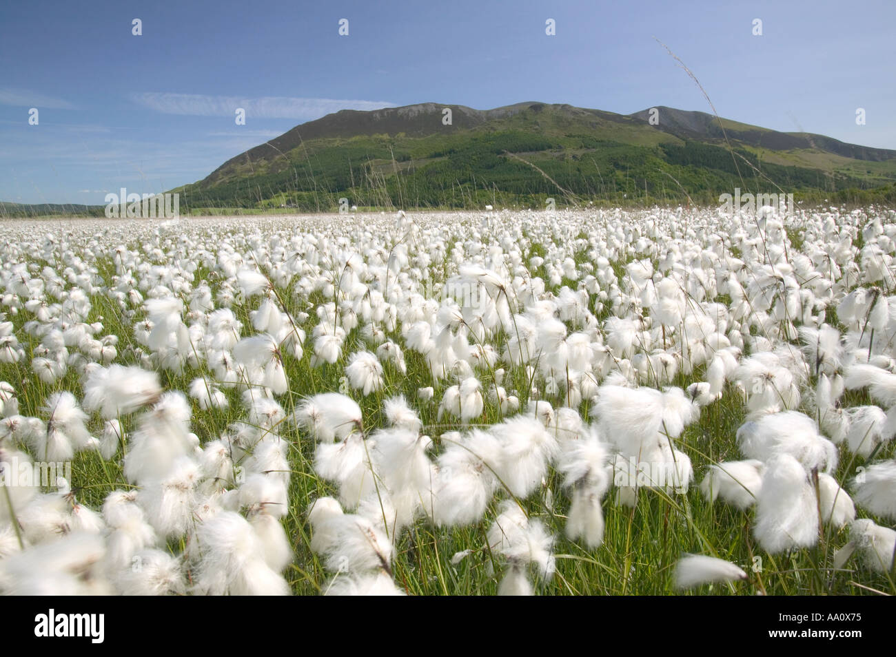 cotton Grass growing around Bassenthwaite lake with Skiddaw in the back ground Lake district Stock Photo