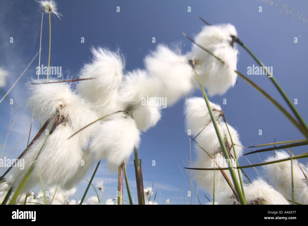 Cotton grass seed heads Stock Photo