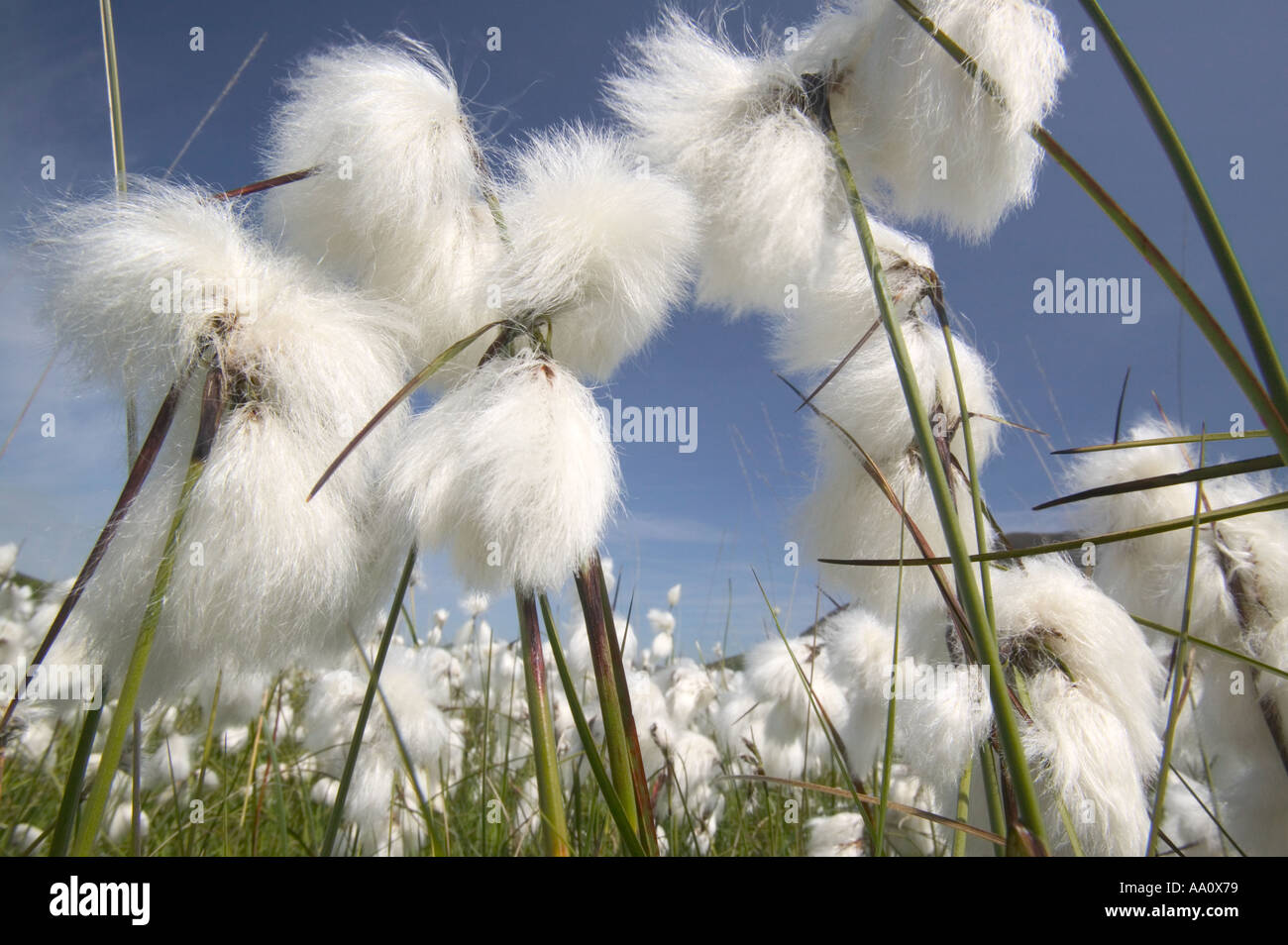 Cotton grass seed heads Stock Photo