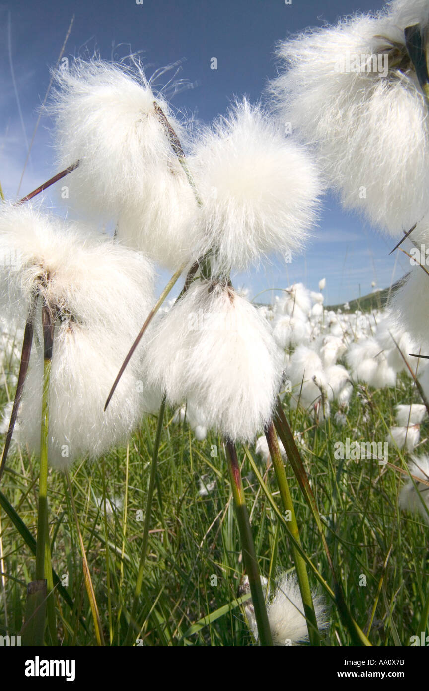 Cotton Grass seed heads Stock Photo