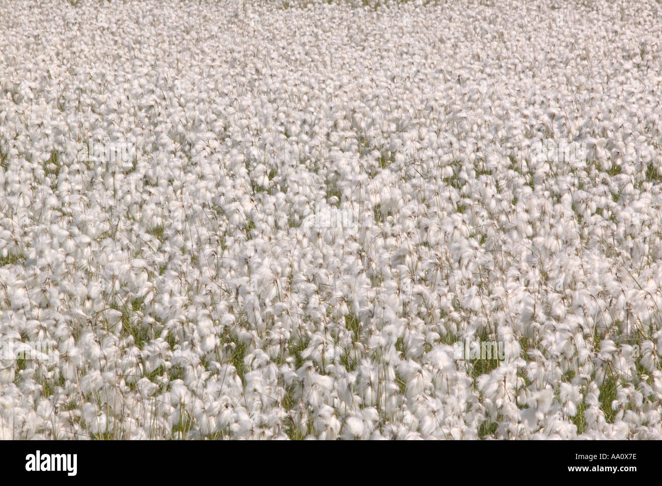 A sea of flowering Cotton Grass on the shores of Bassenthwaite Lake Lake district Stock Photo