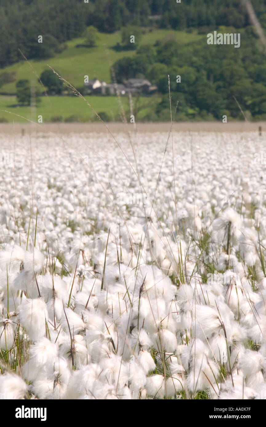 Cotton grass head hires stock photography and images Alamy