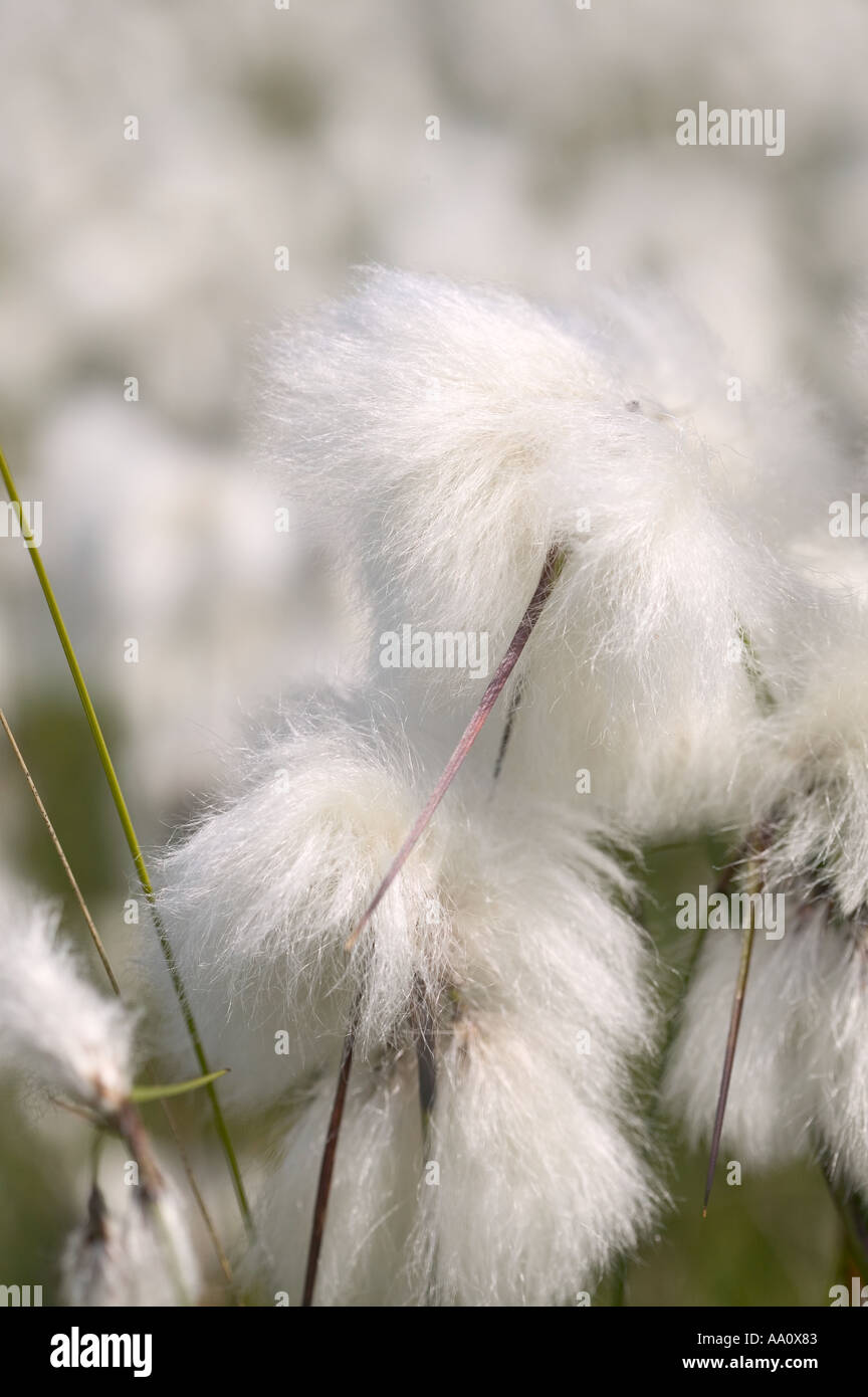 Cotton grass seed heads Stock Photo