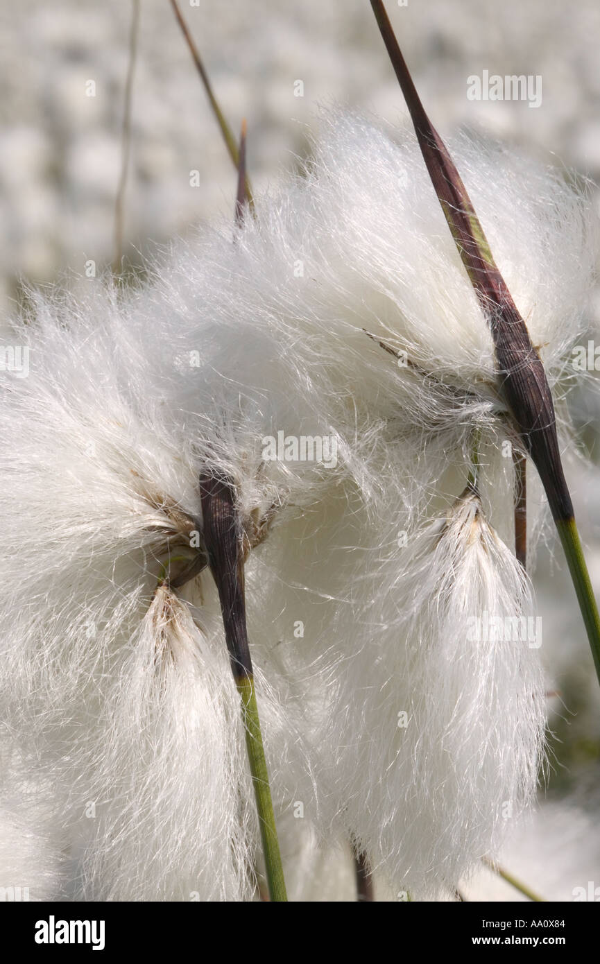 Cotton Grass seed heads Stock Photo