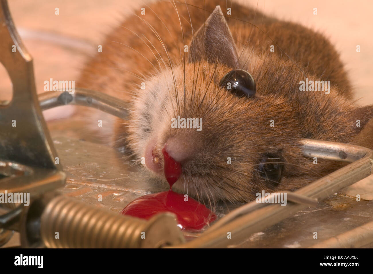 dead mouse caught in a spring mouse trap plain background cheese bait  baited Stock Photo - Alamy