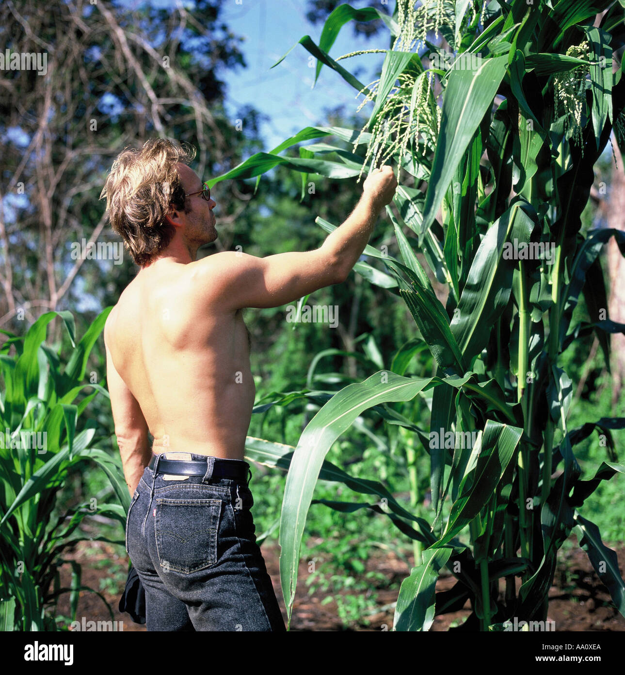 Moygu village, Brazil. Sting looking at a crop of maize in the Txicao (Ikpeng) Indian area; Xingu Indigenous area, Brazil, Nov 1990. Stock Photo