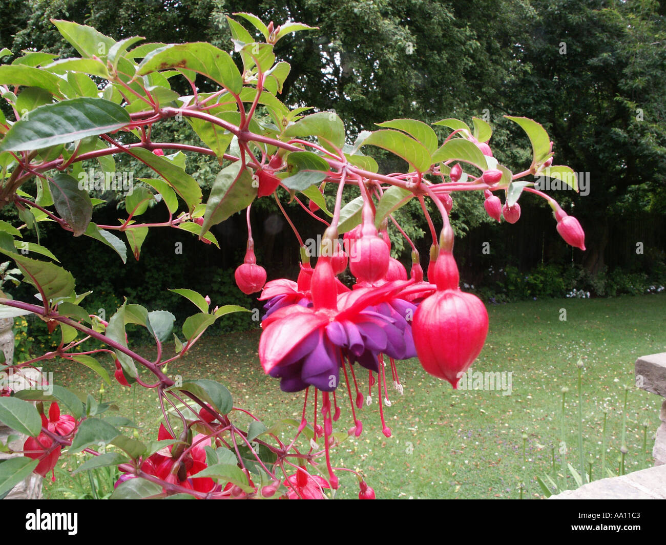 Fuchsia Dollar Princess R H S Award of Garden Merit Close up Stock Photo