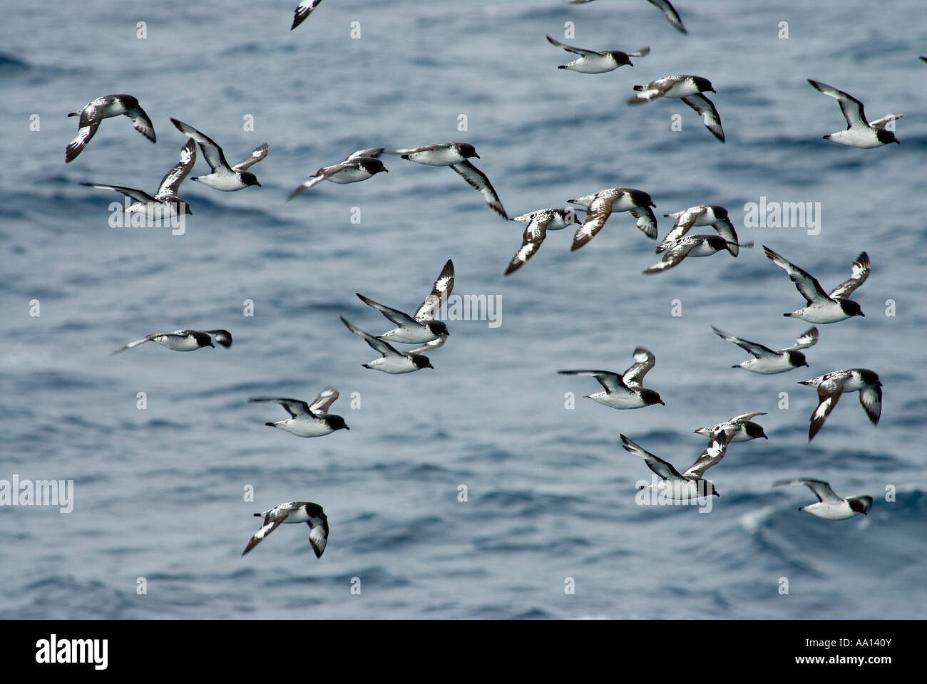 Flock of Cape petrel, Daption capense, in flight  Aitchon Island, Antarctica February 2007 Stock Photo