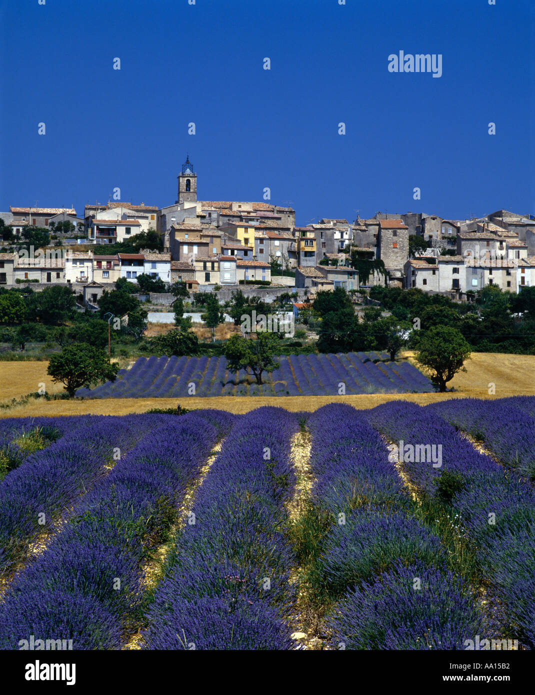 Lavender fields below Puimoisson Alpes de Haute Provence France Stock Photo