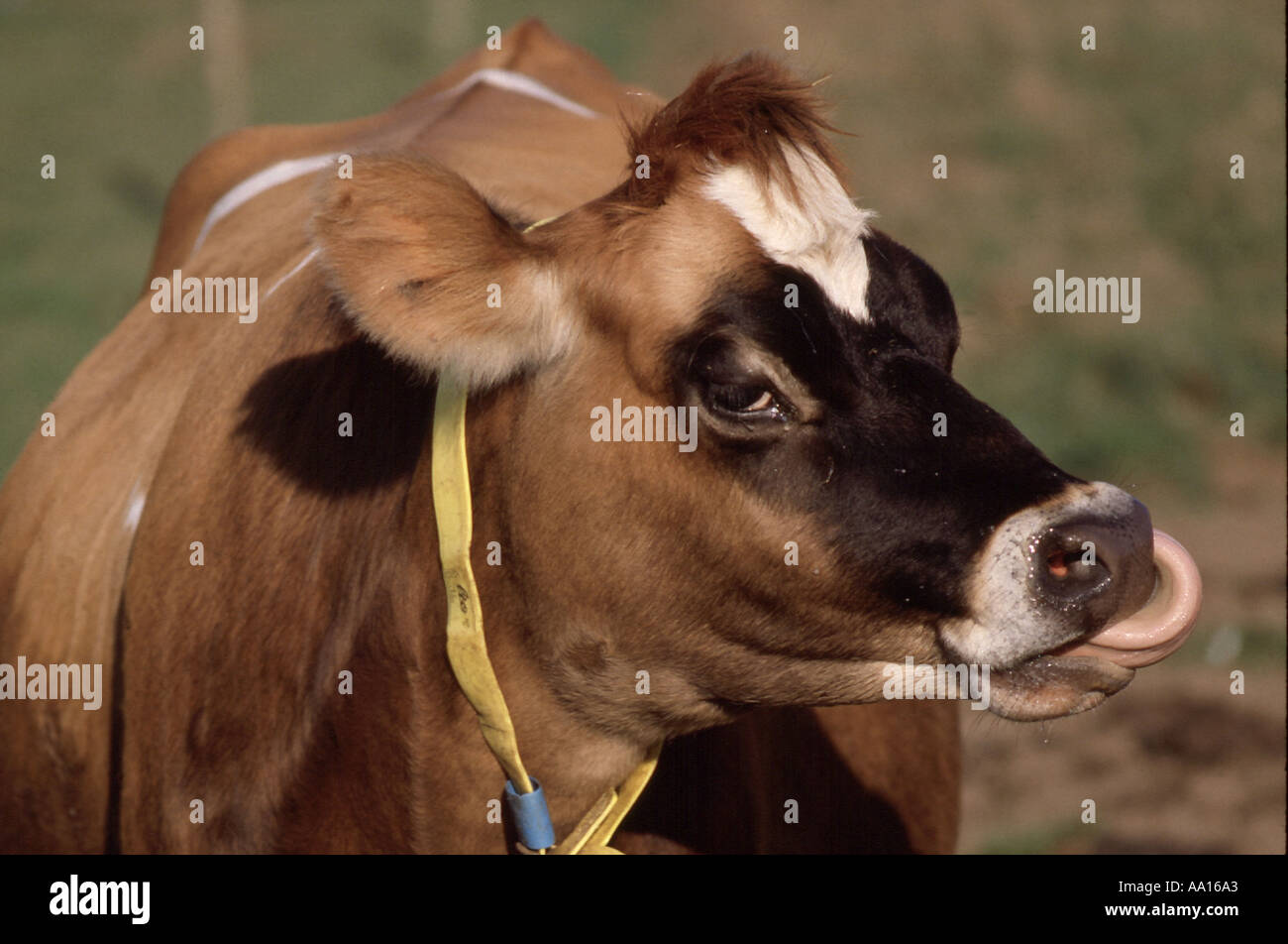 Jersey cow with her tongue up her nose Stock Photo