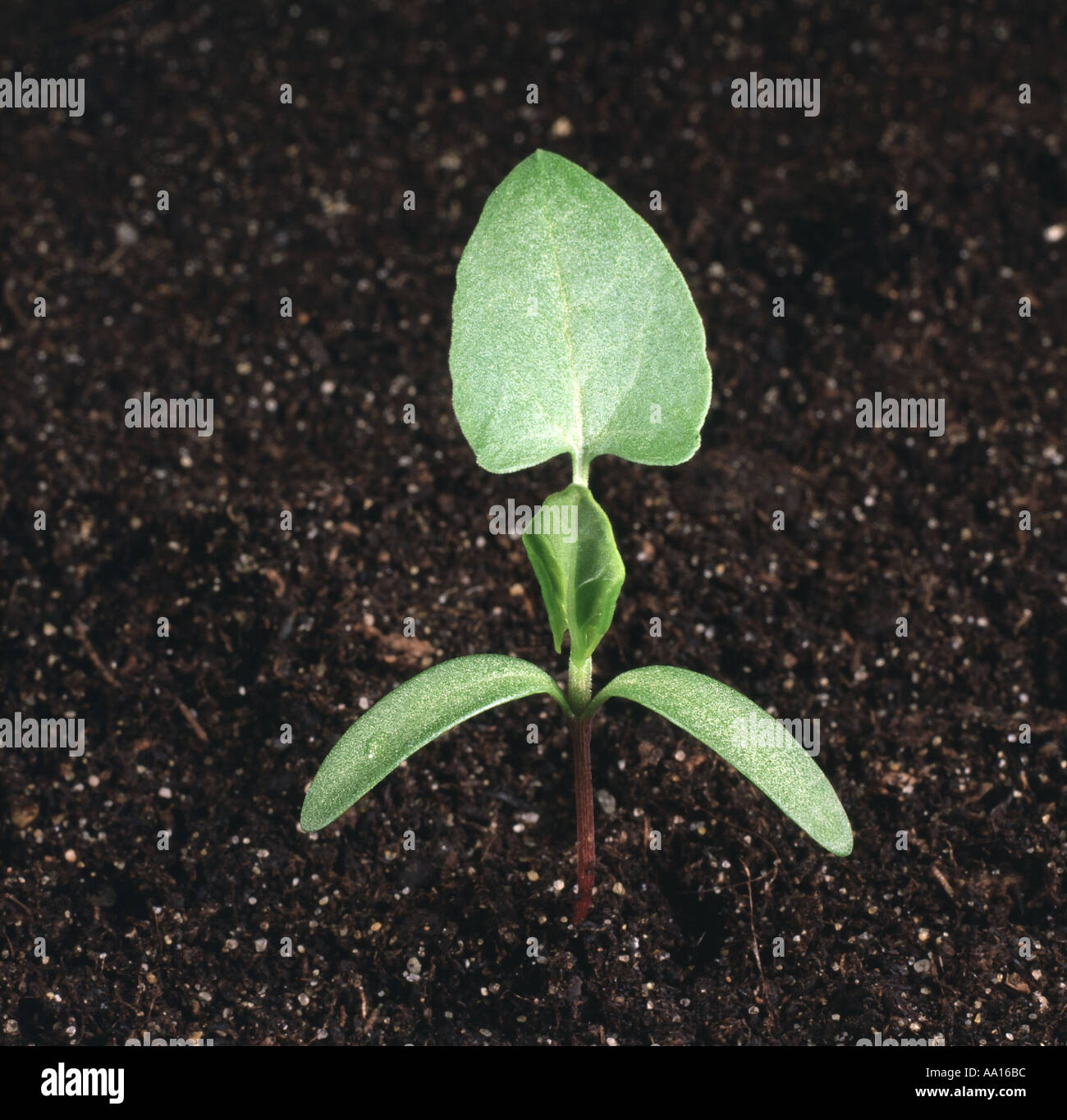 Black bindweed seedling with cotyledons and one true leaf Bilderdykia convolulus Stock Photo