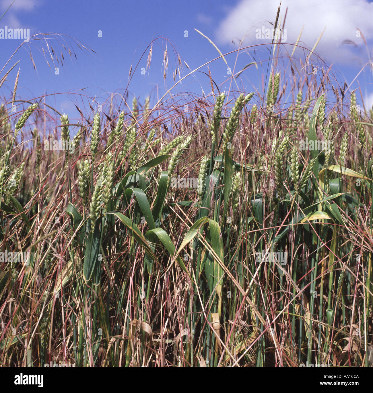 Barren brome Bromus sterilis red seeding panicles in wheat crop in ear Stock Photo