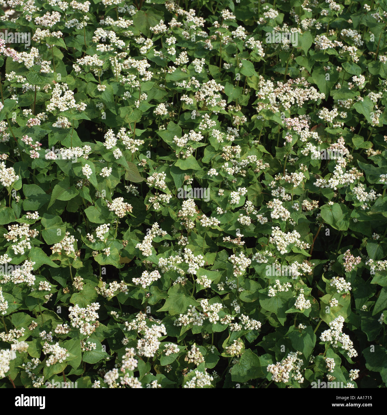 Alternative grain crop buckwheat Fagopyrum esculentum flowering Stock Photo