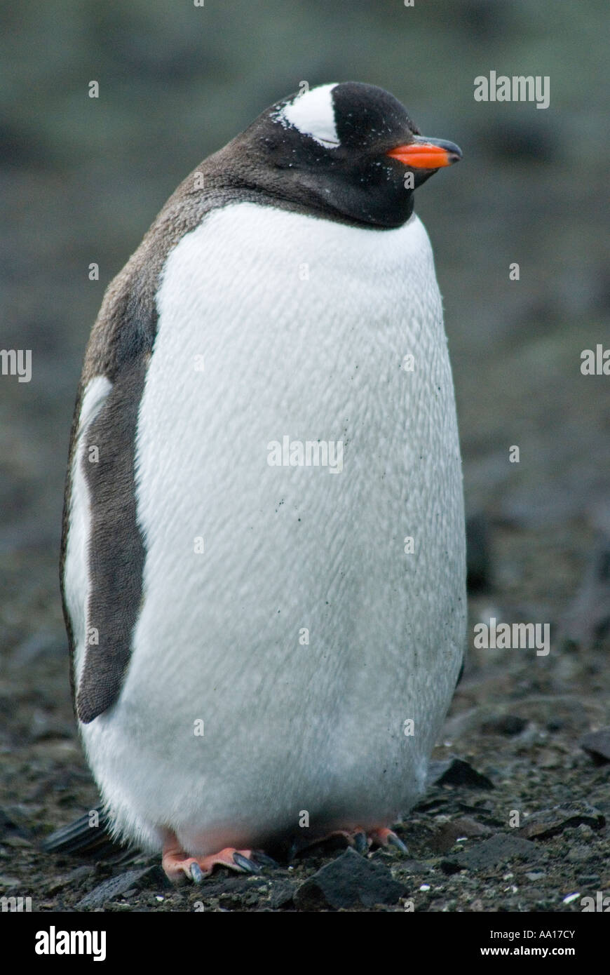 Gentoo Penguin, Pygoscelis papua, Deception Island Antarctica. Stock Photo