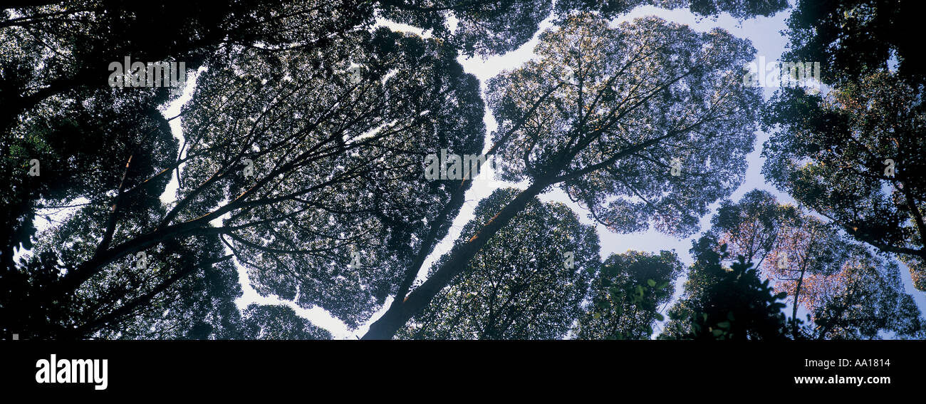 Tree canopy Malaysia Stock Photo