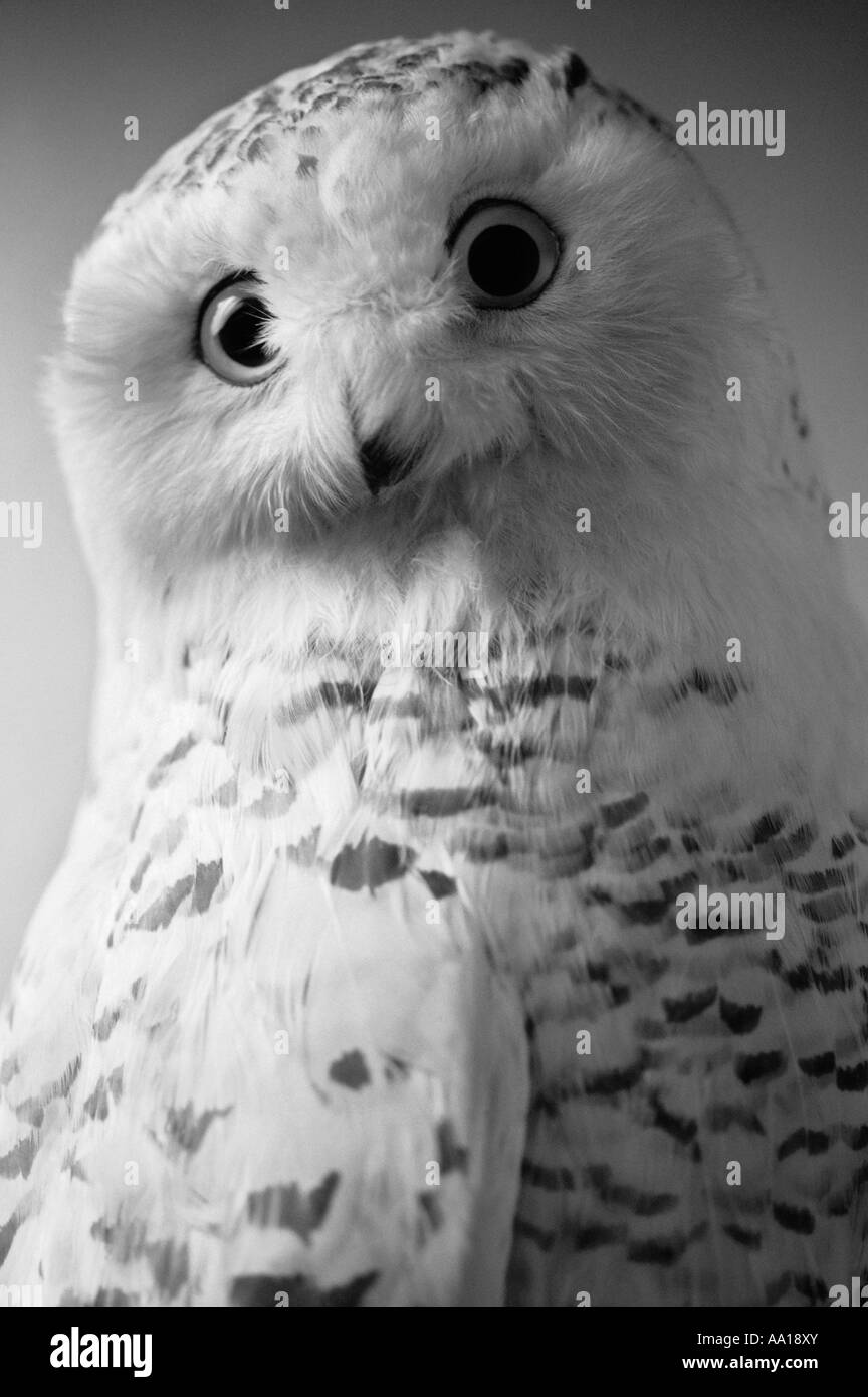 Snowy owl Stock Photo