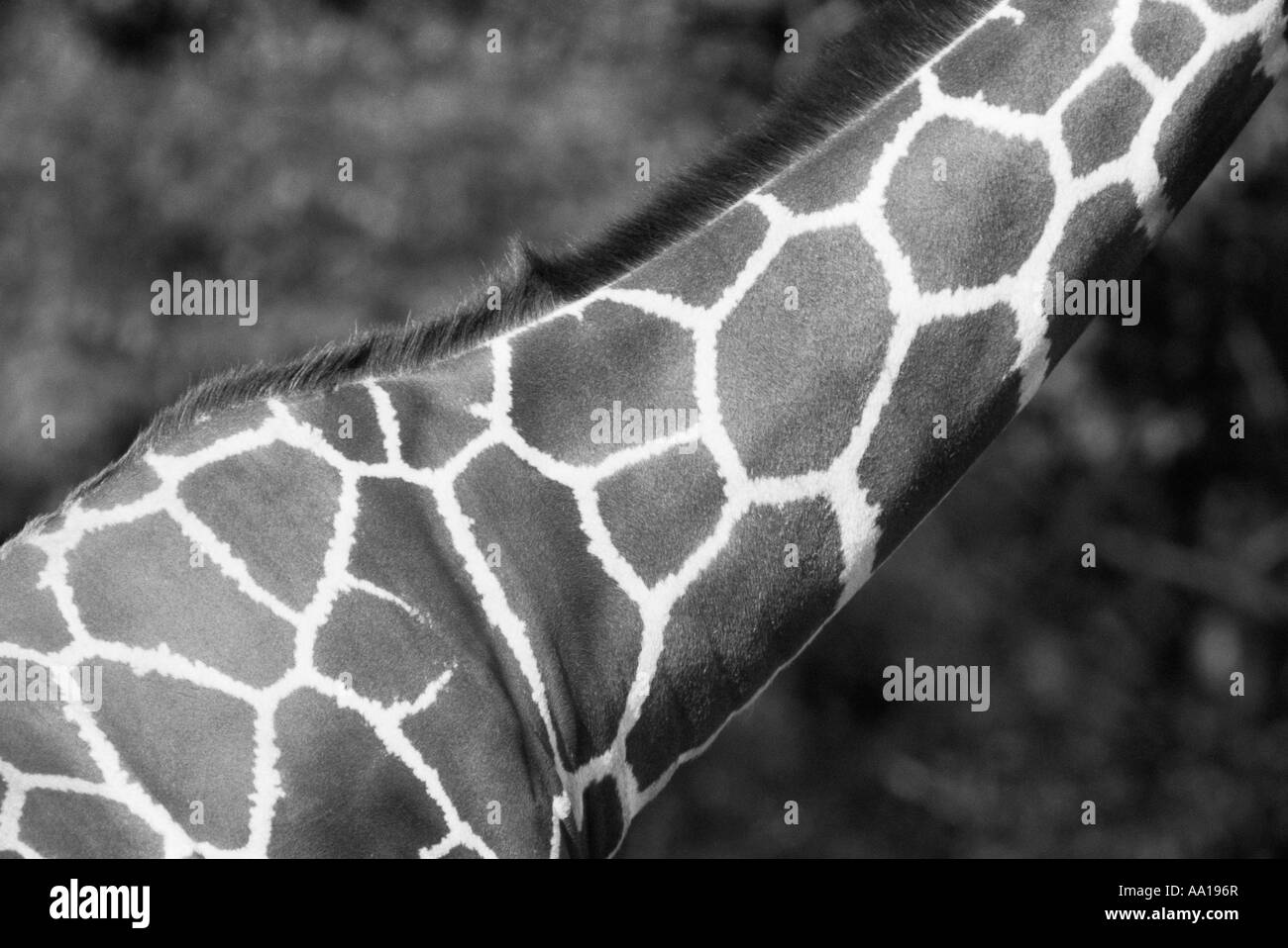 Giraffe neck cropped Black and White Stock Photos & Images - Alamy