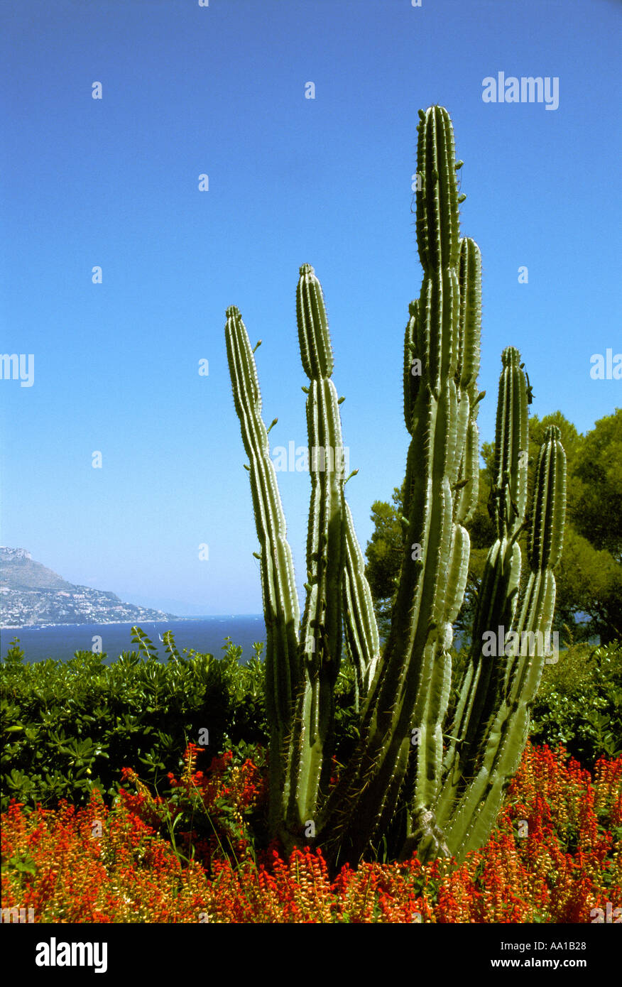 French Riviera Cactus Saint Jean Cap Ferrat Stock Photo - Alamy