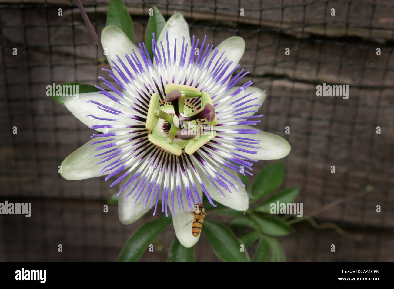 Passion flowers are metaphors of Christ's crucifixion Stock Photo