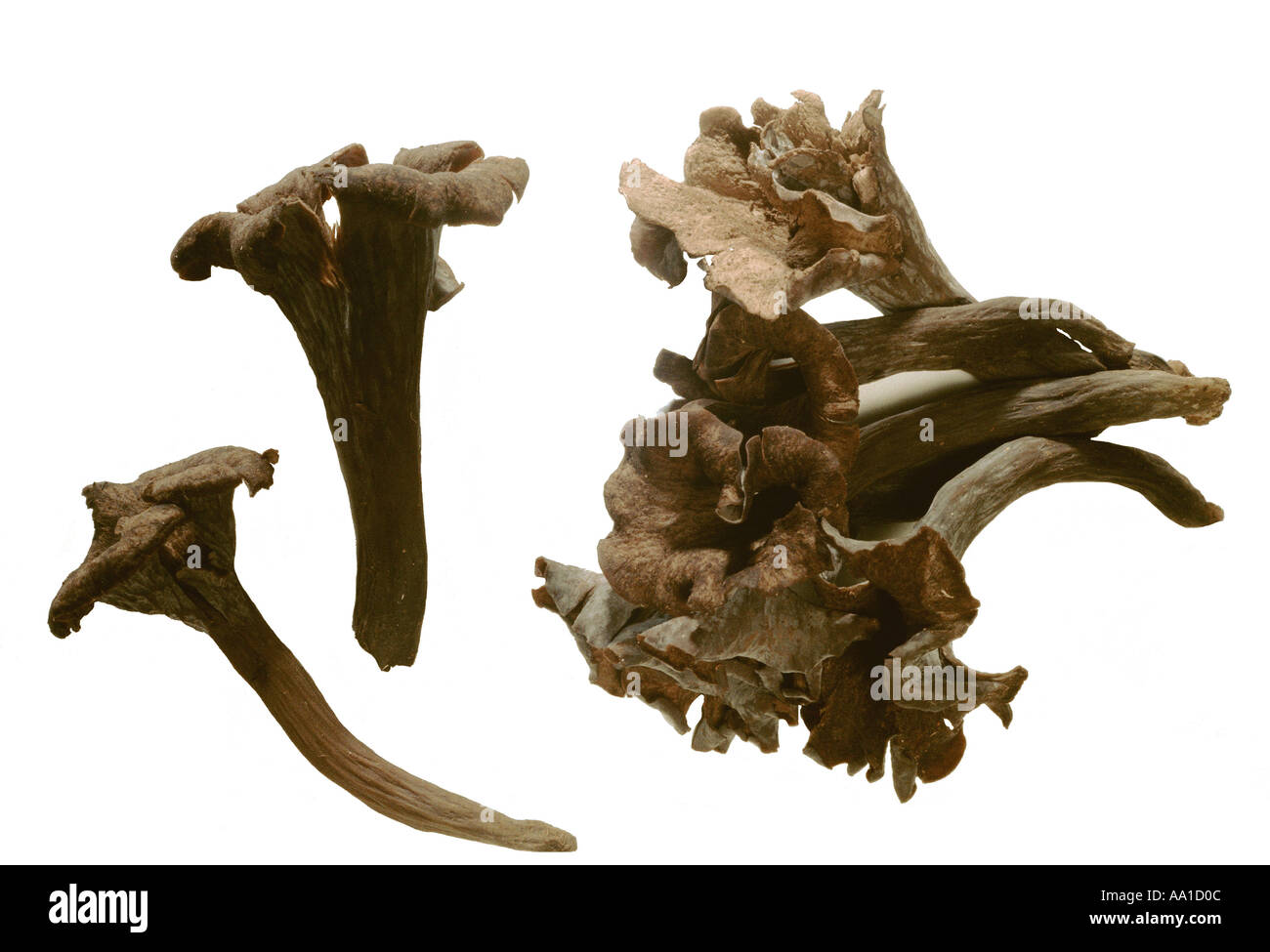 Horns of plenty Stock Photo Alamy