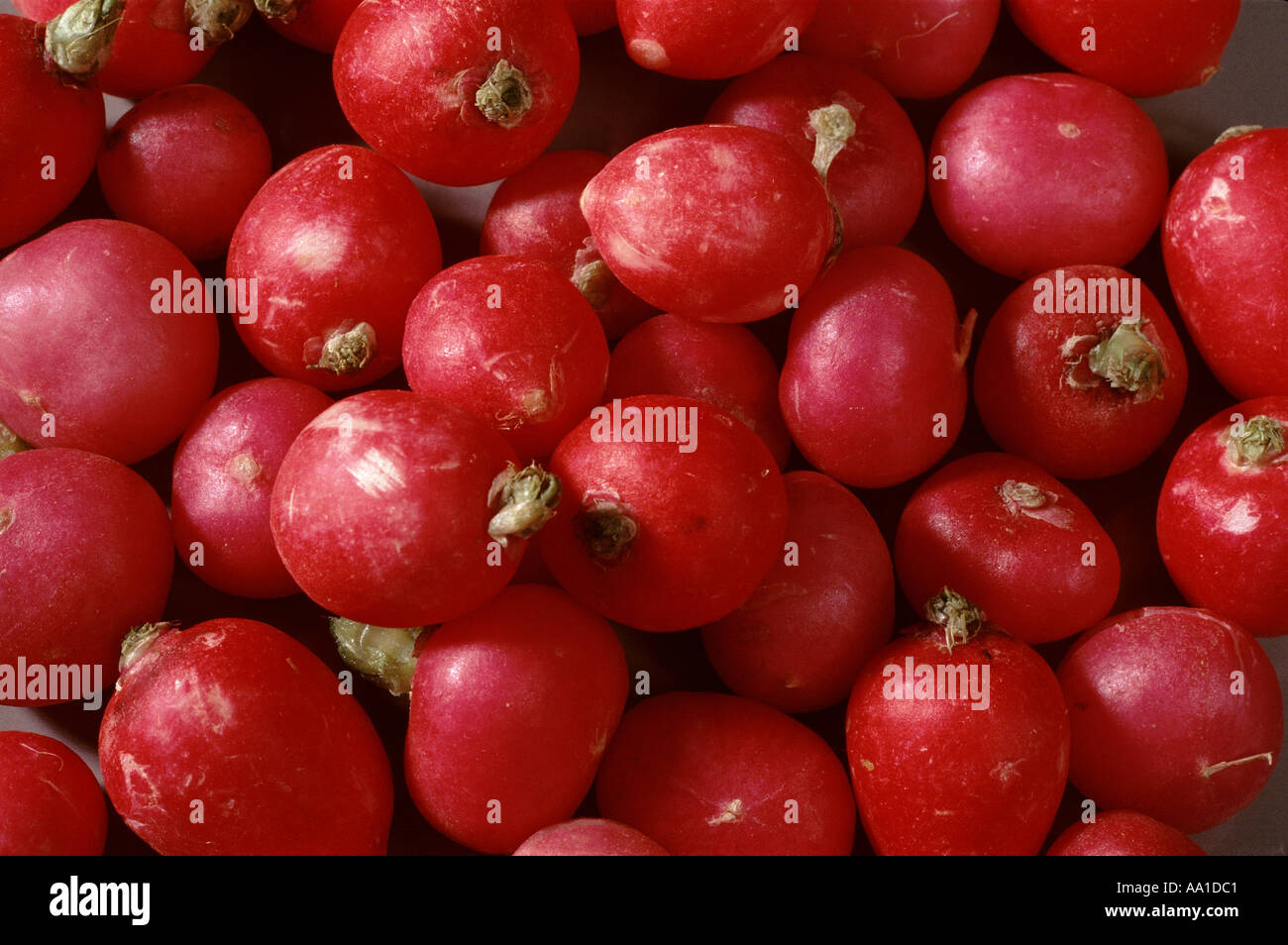 Radish Stock Photo