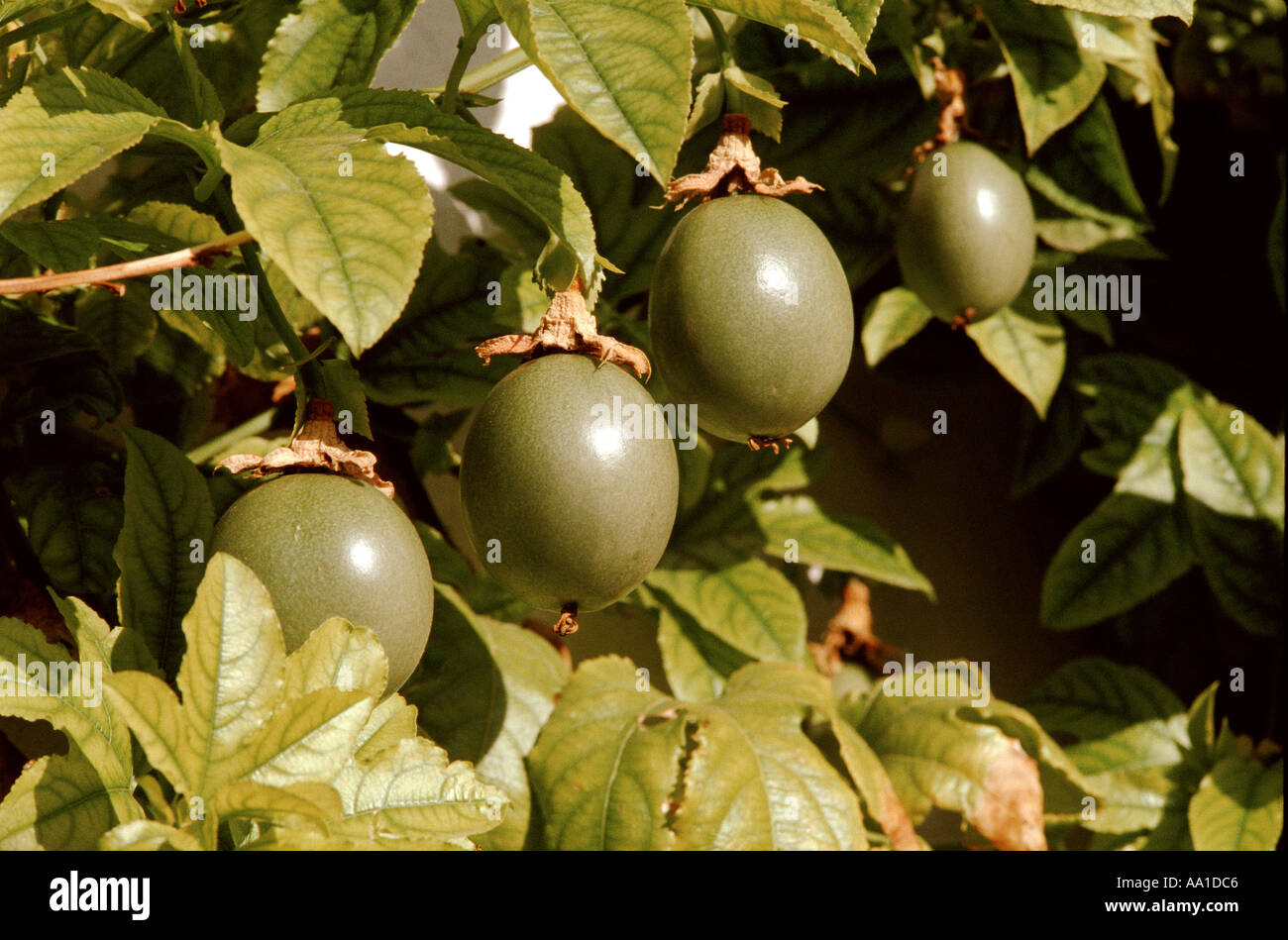 Passion Fruits Stock Photo