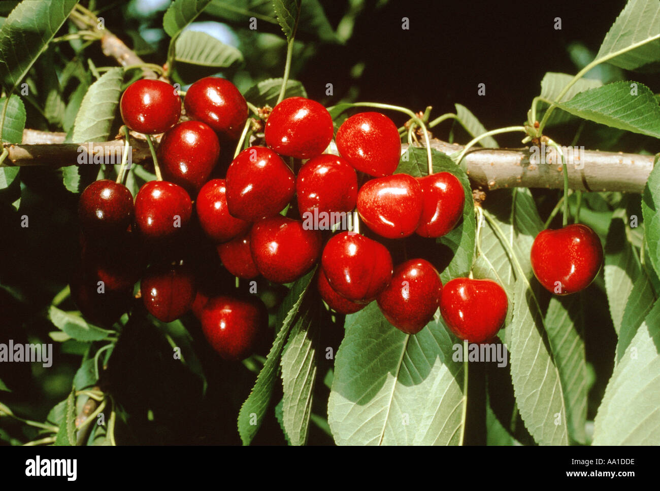 Cherries Stock Photo