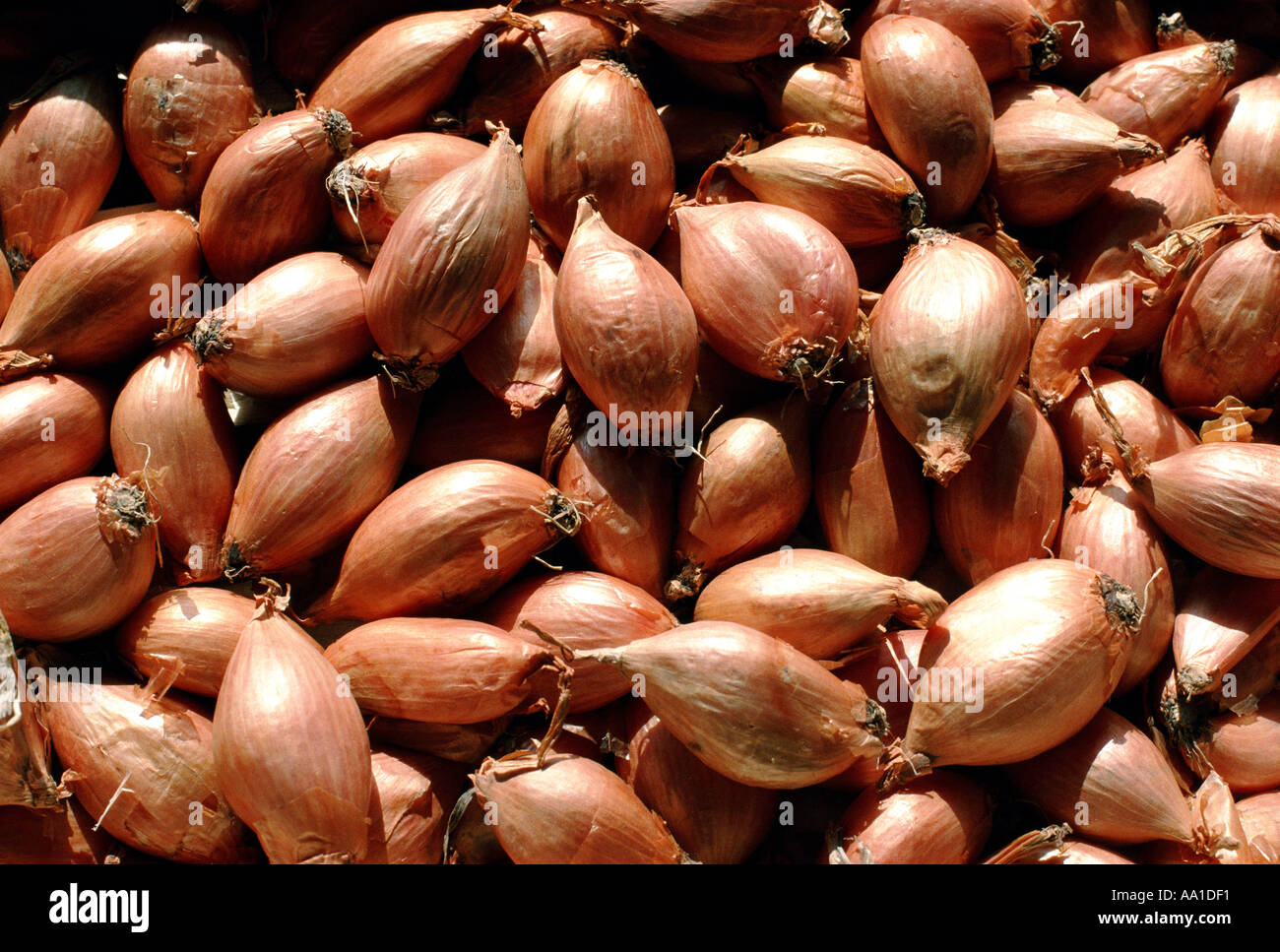 Shallots Stock Photo