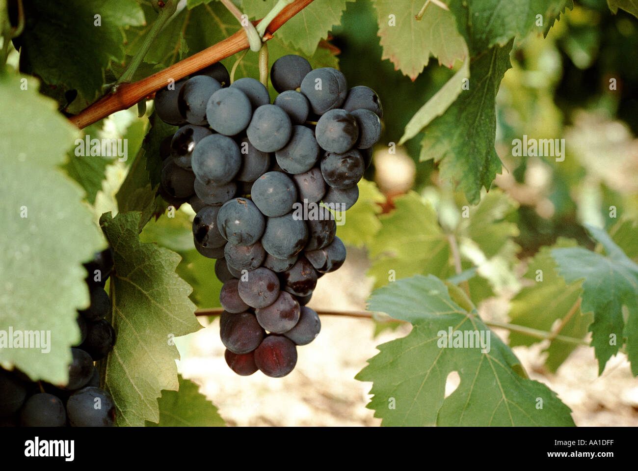 Bunch of Grapes Stock Photo