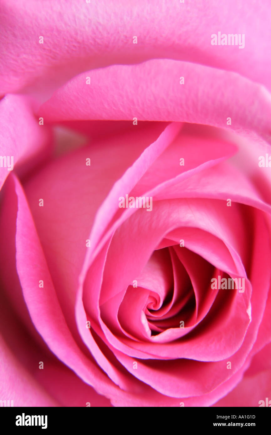 Pink rose detail hi-res stock photography and images - Alamy