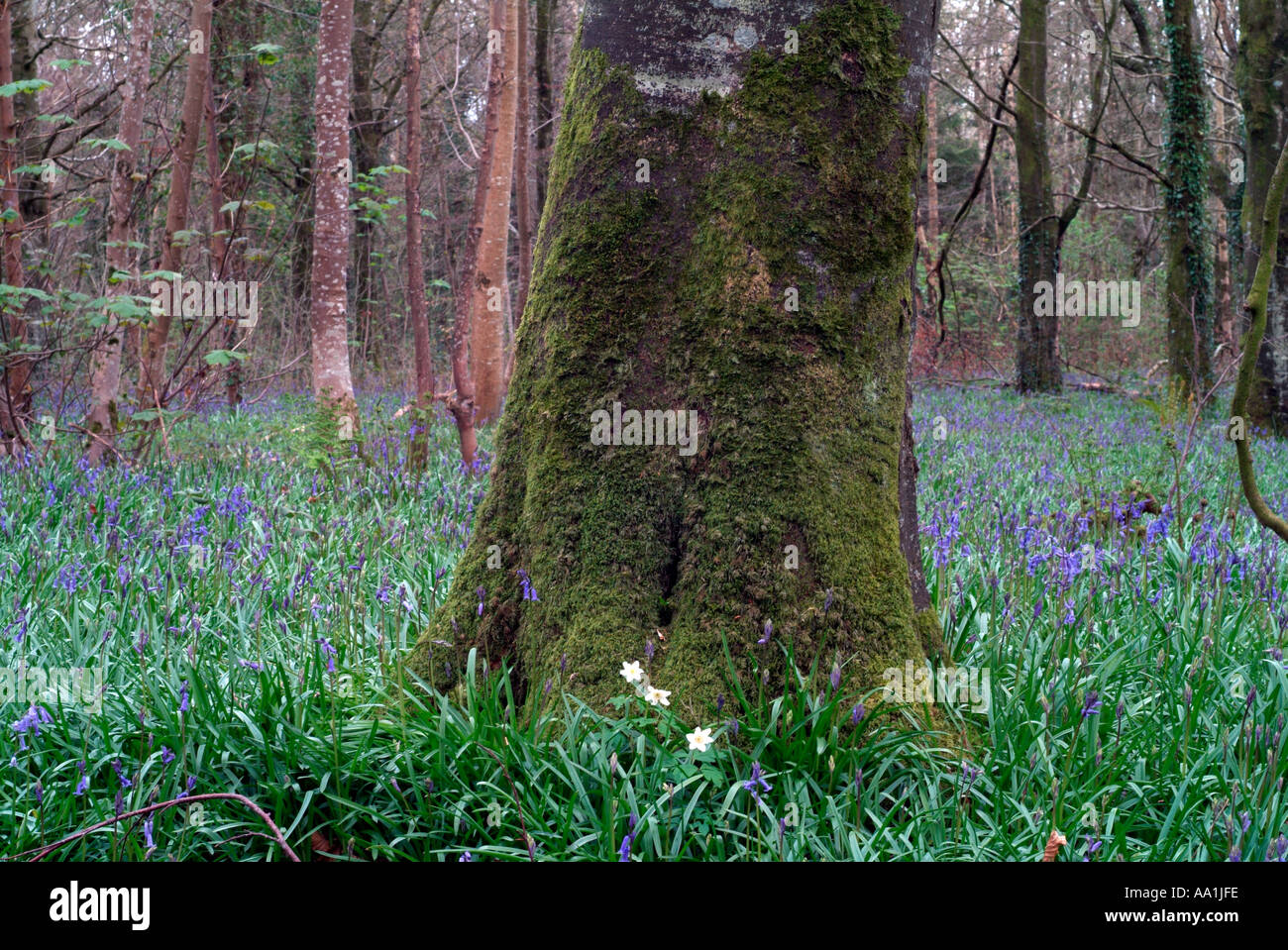 Carpet of bluebells in Jenkinstown Wood County Kilkenny Ireland Stock Photo