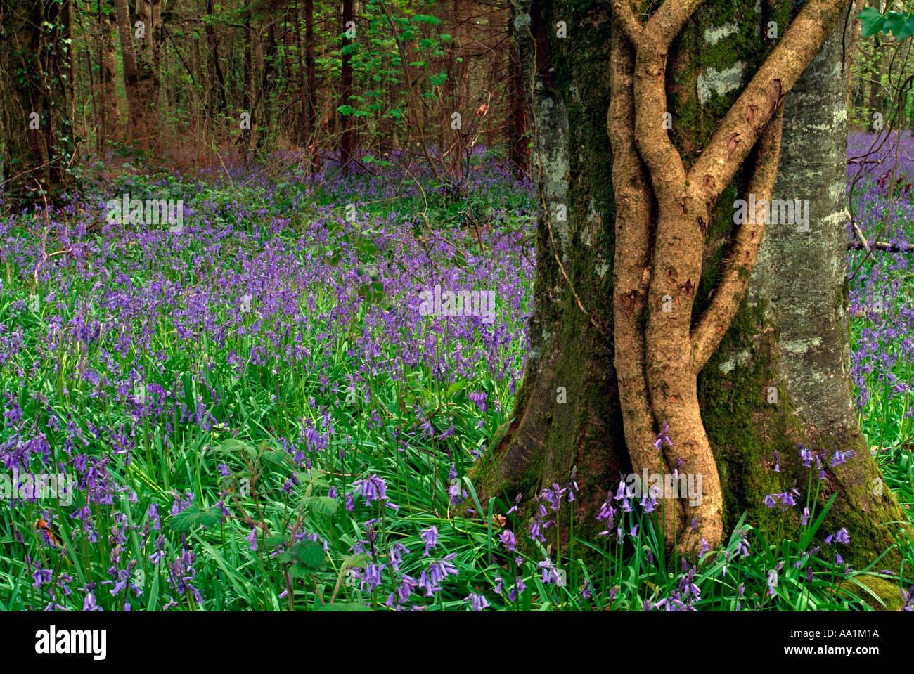 Carpet of bluebells and ivy coated tree trunk in Jenkinstown Wood County Kilkenny Ireland Stock Photo