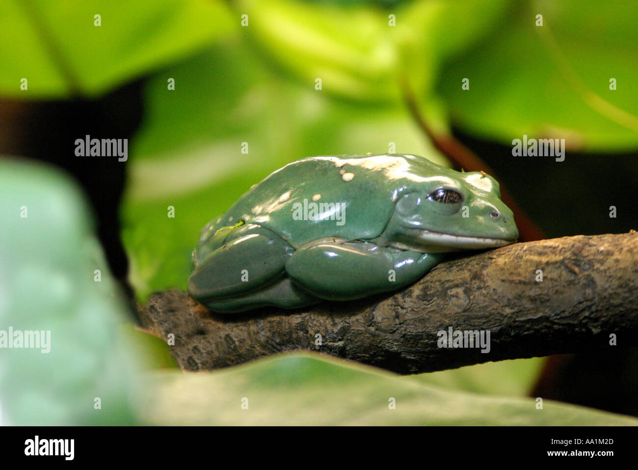 Pachymedusa dacnicolor mexican dumpy frog Stock Photo