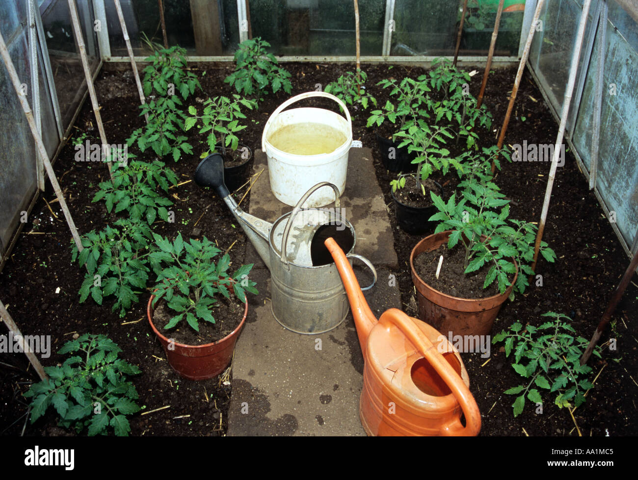 Greenhouse Plants watering Stock Photo - Alamy