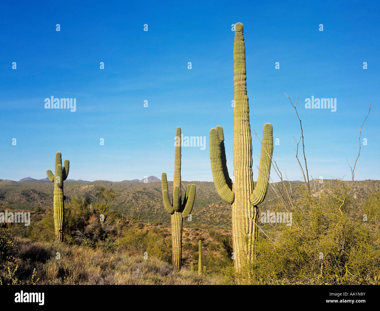 Saguaro cacti in the sonoran desert Stock Photo - Alamy