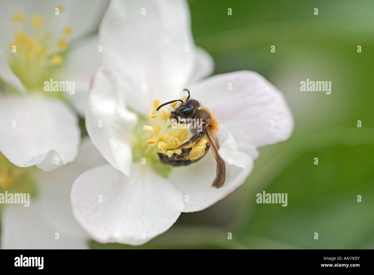 Bee gathering pollen from apple blossom Stock Photo - Alamy