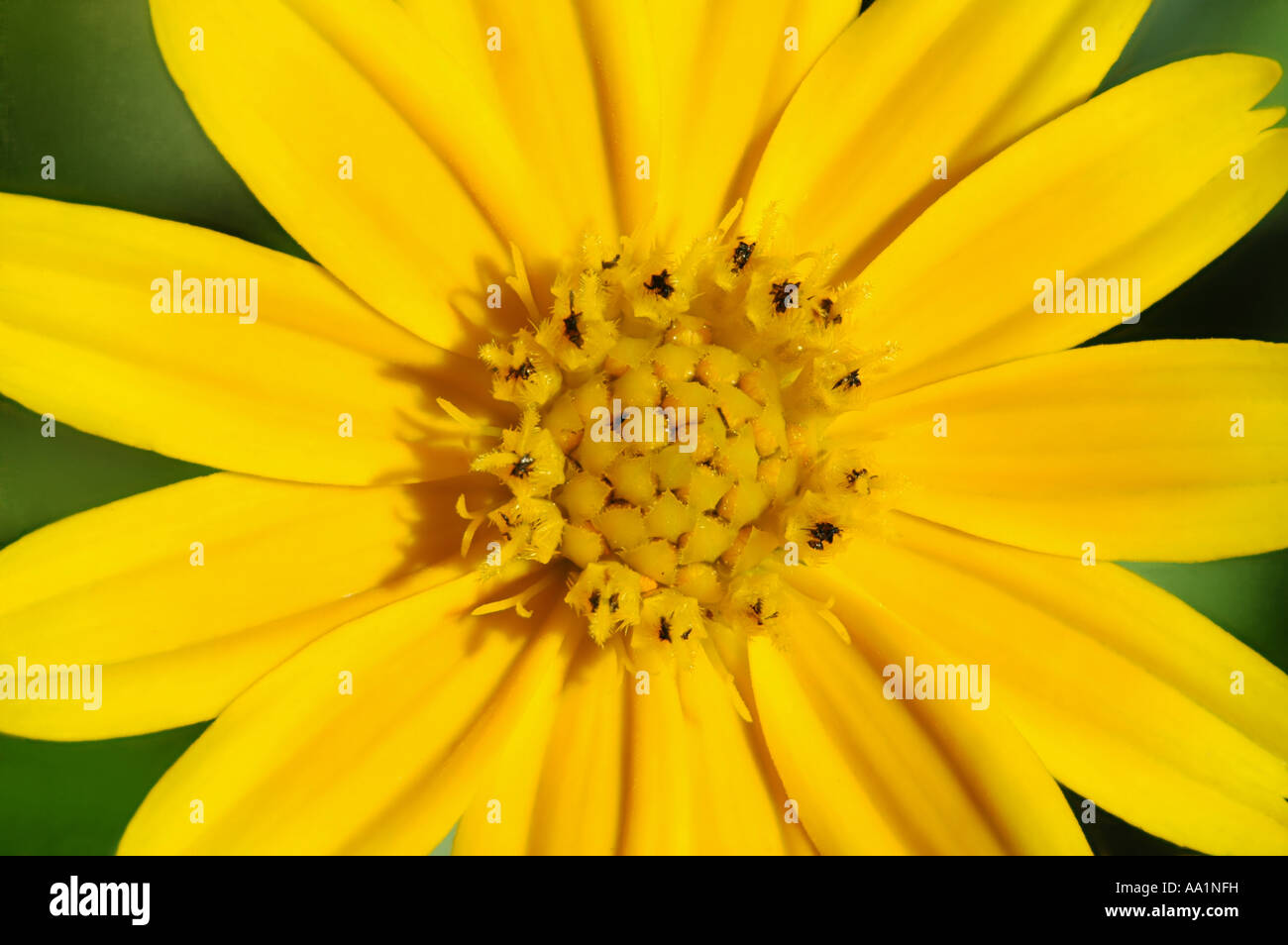 Coreopsis lanceolata state wildflower of Florida Stock Photo Alamy
