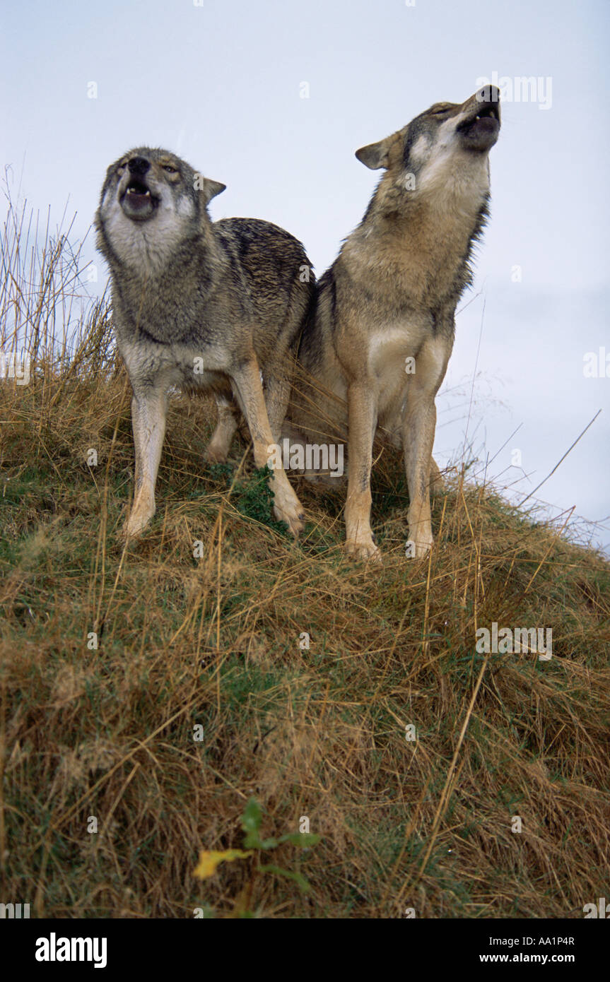 Howling wolves Stock Photo