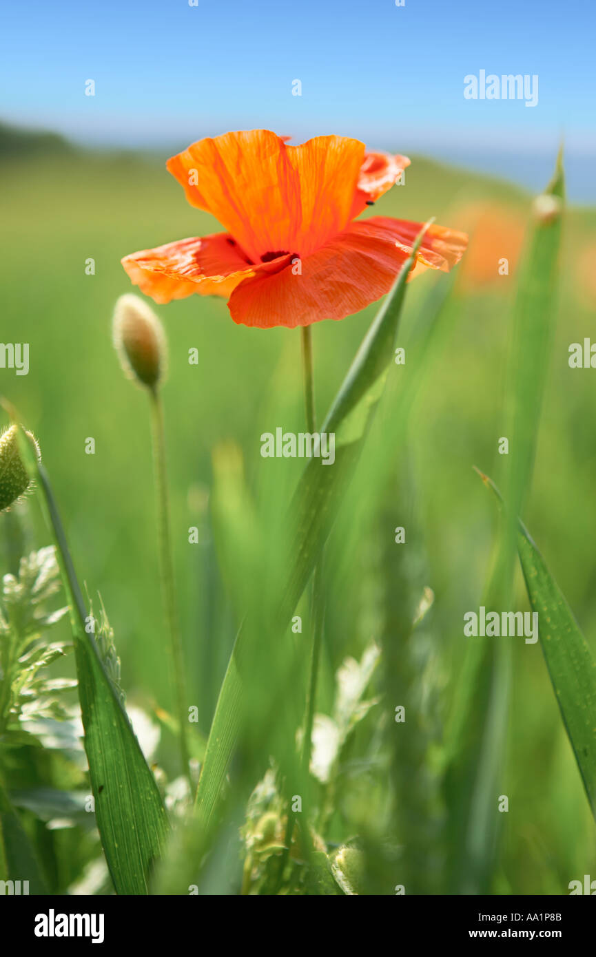 Single flower blue poppy hi-res stock photography and images - Alamy