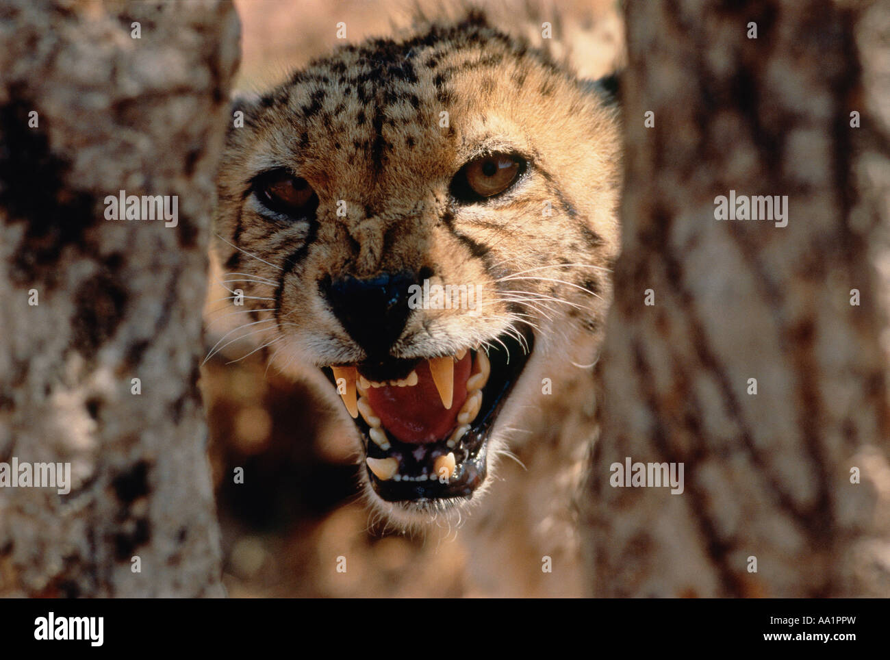 Portrait of Cheetah Snarling Stock Photo