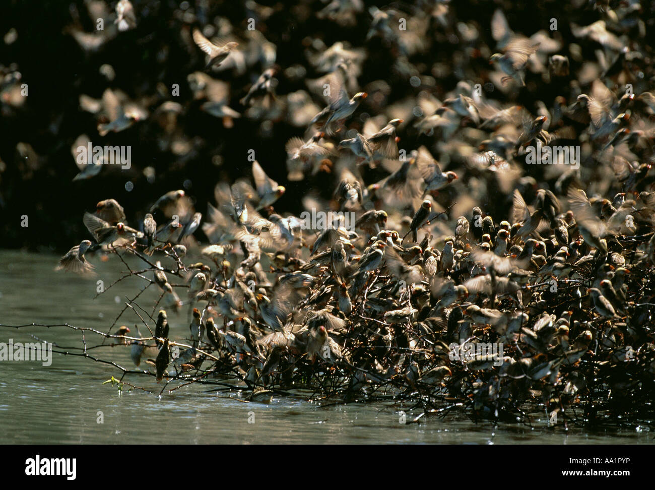 Birds Landing on Branches in River Stock Photo Alamy