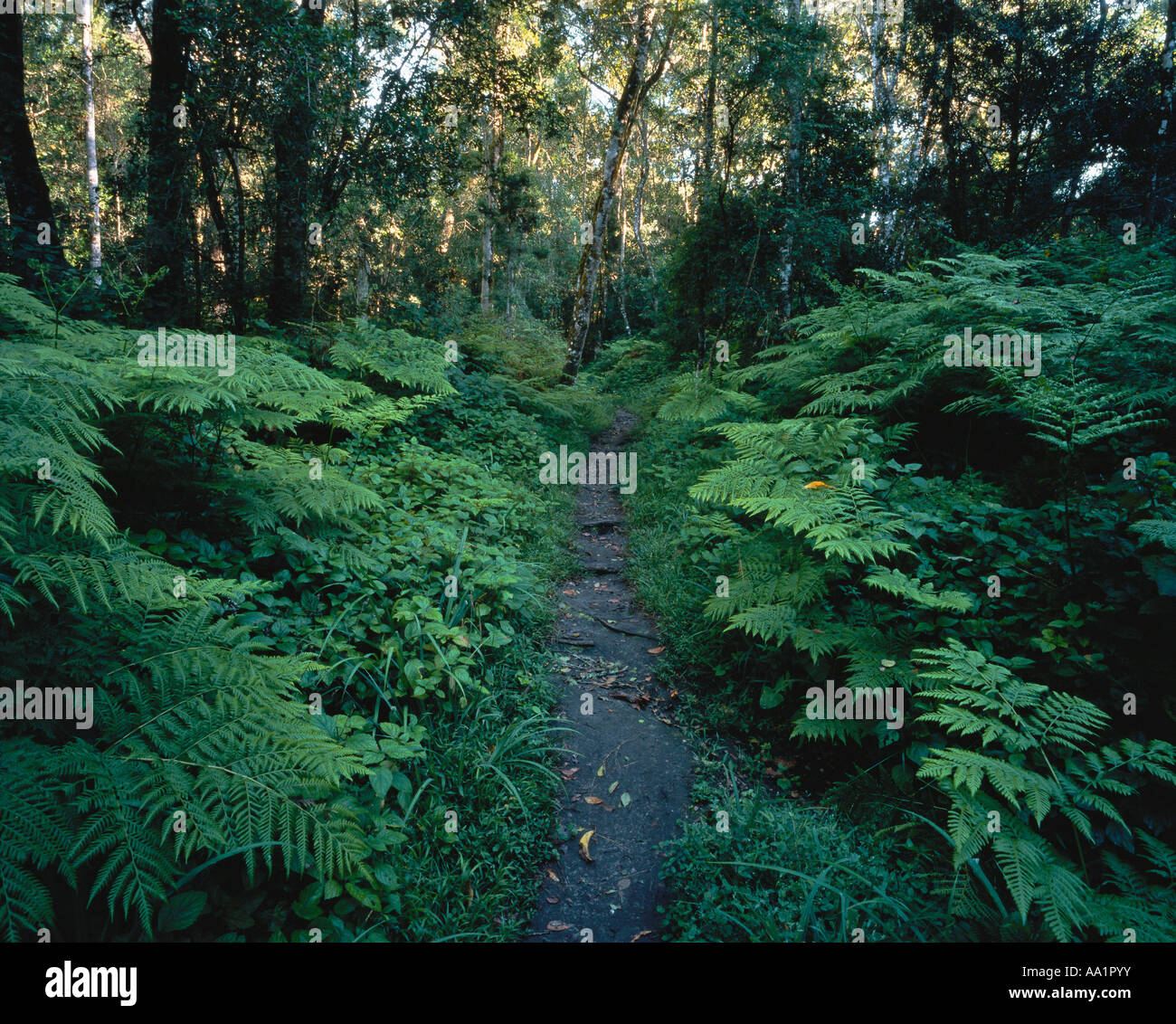 Pathway through Forest, Knysna, Western Cape, South Africa Stock Photo