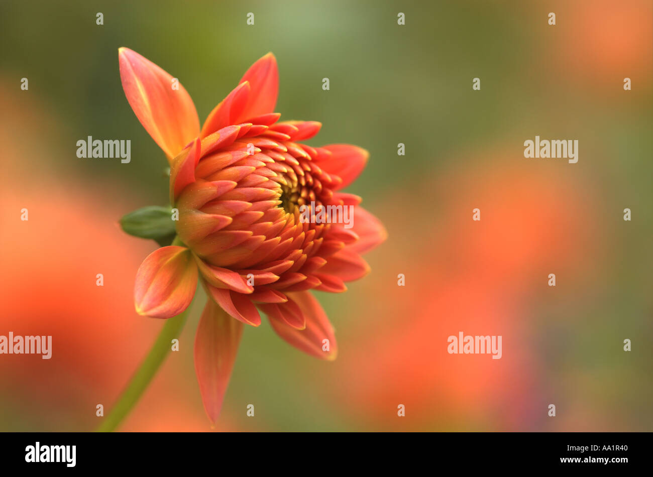 Dahlia flower about to bloom Stock Photo