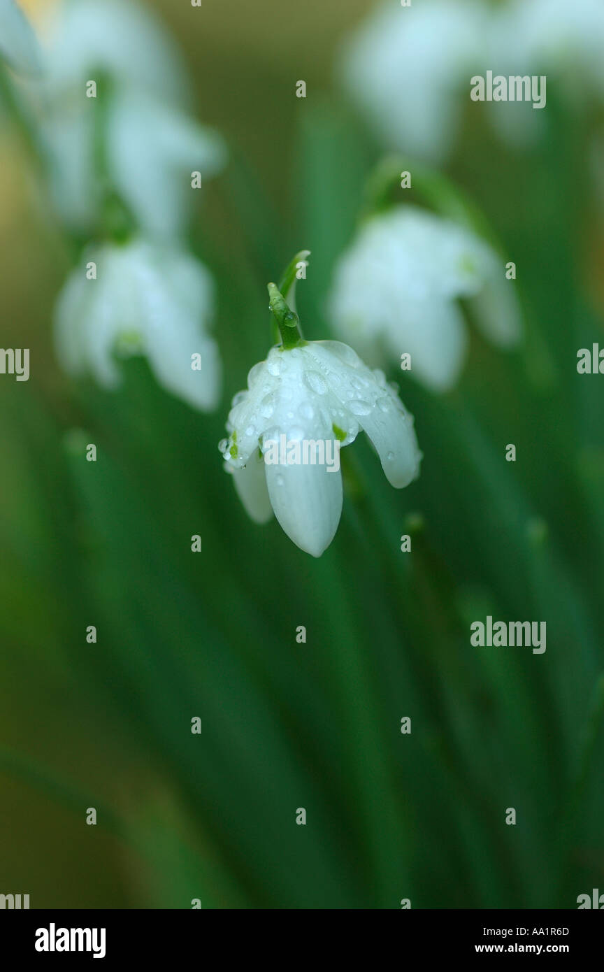 Snowdrops in spring flower Stock Photo