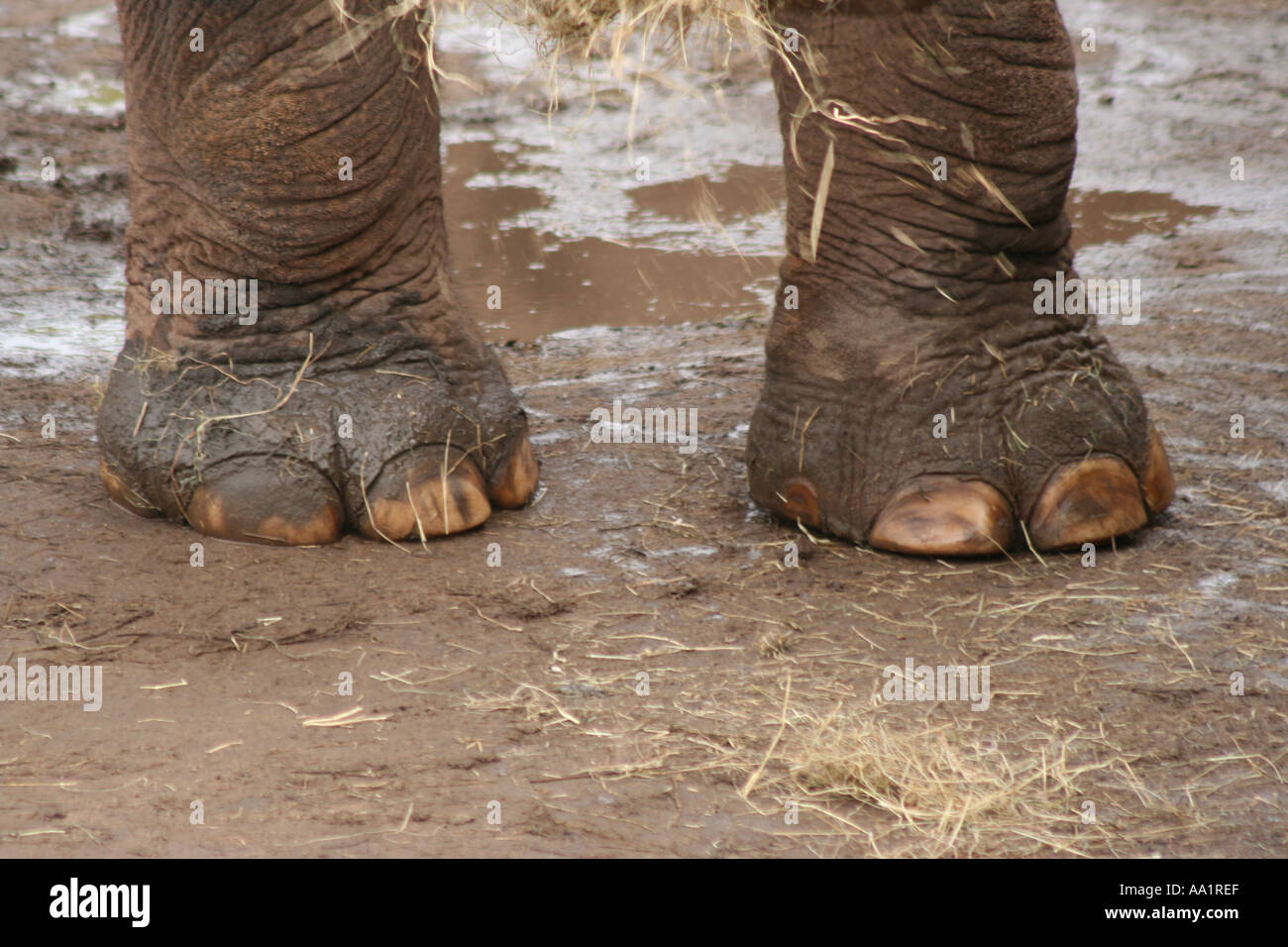 Asian elephant feet hi-res stock photography and images - Alamy